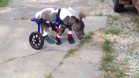 chanel the dwarf horse|Chanel the dwarf horse walking.